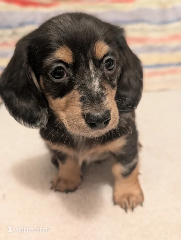 Felix – Miniature Dachshund puppy for sale in Rural Retreat, VA