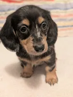 Felix, a male Miniature Dachshund for sale in Rural Retreat, VA – 1 of 6