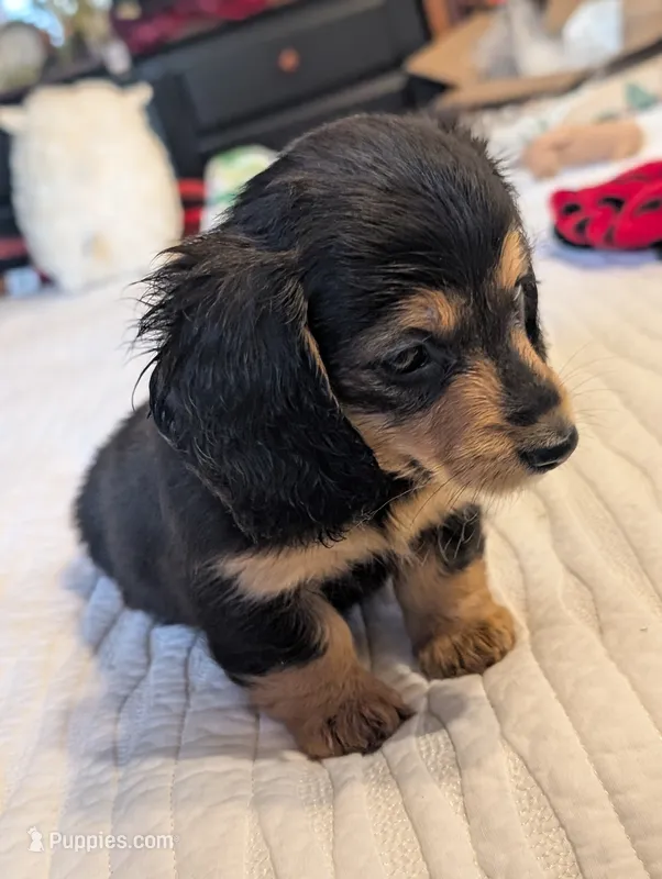 Snuggles  – Miniature Dachshund puppy for sale in Rural Retreat, VA