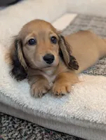 Gelato, a male Miniature Dachshund for sale in Rural Retreat, VA – 4 of 9