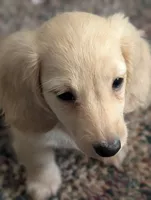 Tweety Bird, a female Miniature Dachshund for sale in Rural Retreat, VA – 3 of 7