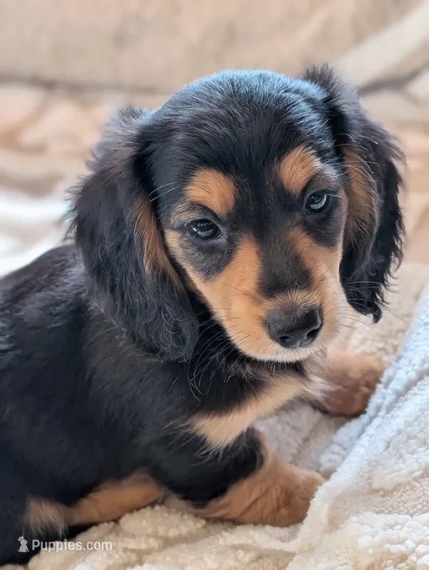 Gucci bloom – Miniature Dachshund puppy for sale in Rural Retreat, VA