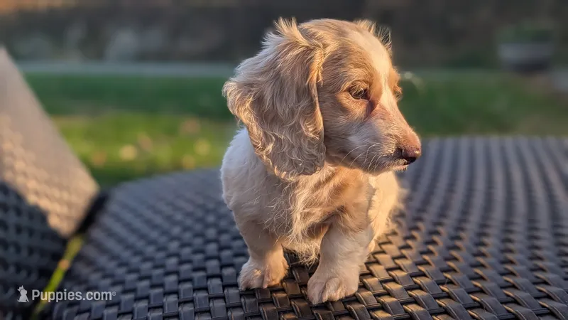 Pumpkin spice latte  – Miniature Dachshund puppy for sale in Rural Retreat, VA