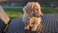 Pumpkin spice latte , a male Miniature Dachshund for sale in Rural Retreat, VA – 1 of 9