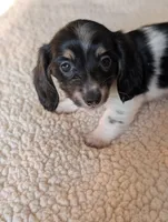 Orca, a male Miniature Dachshund for sale in Rural Retreat, VA – Photo 4 of 9