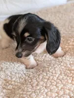 Orca, a male Miniature Dachshund for sale in Rural Retreat, VA – Photo 2 of 9