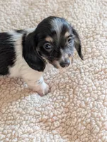 Orca, a male Miniature Dachshund for sale in Rural Retreat, VA – Photo 7 of 9