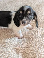 Orca, a male Miniature Dachshund for sale in Rural Retreat, VA – Photo 5 of 9