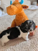 Orca, a male Miniature Dachshund for sale in Rural Retreat, VA – Photo 6 of 9