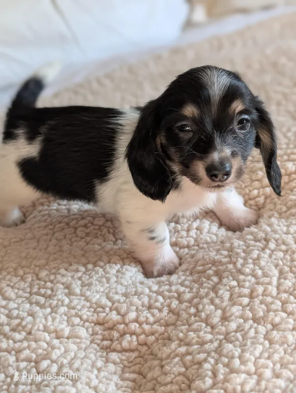 Orca – Miniature Dachshund puppy for sale in Rural Retreat, VA