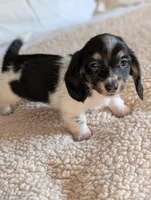 Orca, a male Miniature Dachshund for sale in Rural Retreat, VA – Photo 1 of 9