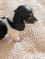 Orca, a male Miniature Dachshund for sale in Rural Retreat, VA – Photo 9 of 9