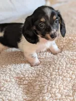 Orca, a male Miniature Dachshund for sale in Rural Retreat, VA – Photo 8 of 9