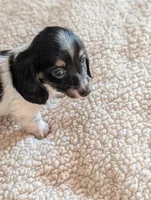 Orca, a male Miniature Dachshund for sale in Rural Retreat, VA – Photo 3 of 9