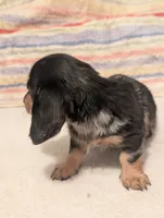 Felix, a male Miniature Dachshund for sale in Rural Retreat, VA – 4 of 6