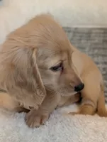 Cannoli, a female Miniature Dachshund for sale in Rural Retreat, VA – 3 of 8