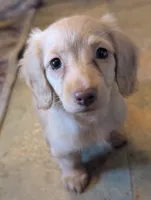 Chocolate base cream, a female Miniature Dachshund for sale in Rural Retreat, VA – 6 of 7