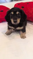 Pinocchio, a male Miniature Dachshund for sale in Rural Retreat, VA – 1 of 7