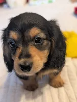 Snuggles , a male Miniature Dachshund for sale in Rural Retreat, VA – 2 of 8