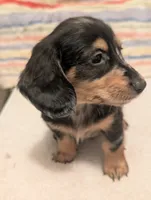Felix, a male Miniature Dachshund for sale in Rural Retreat, VA – 2 of 6