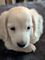 Sea biscuit, a male Miniature Dachshund for sale in Rural Retreat, VA – Photo 2 of 7