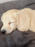 Sea biscuit, a male Miniature Dachshund for sale in Rural Retreat, VA – Photo 7 of 7