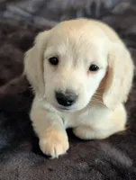 Sea biscuit, a male Miniature Dachshund for sale in Rural Retreat, VA – Photo 5 of 7