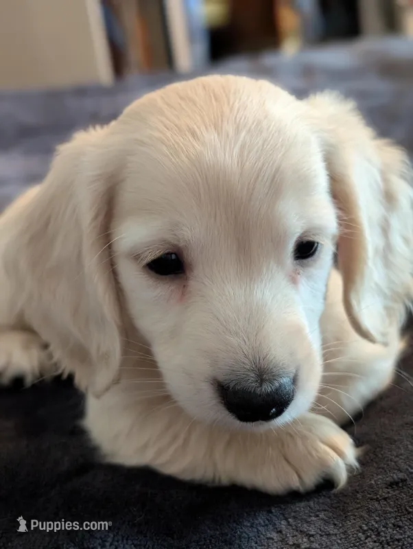 Sea biscuit, a male Miniature Dachshund for sale in Rural Retreat, VA – Photo 1 of 7