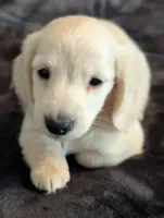 Sea biscuit, a male Miniature Dachshund for sale in Rural Retreat, VA – Photo 4 of 7