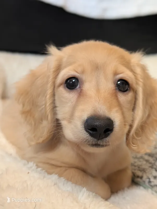Cannoli – Miniature Dachshund puppy for sale in Rural Retreat, VA