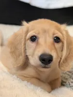 Cannoli, a female Miniature Dachshund for sale in Rural Retreat, VA – 1 of 8