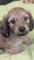 Jiff, a male Miniature Dachshund for sale in Rural Retreat, VA – 9 of 10