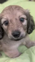 Jiff, a male Miniature Dachshund for sale in Rural Retreat, VA – 10 of 10