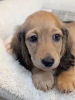Gelato, a male Miniature Dachshund for sale in Rural Retreat, VA – 7 of 9