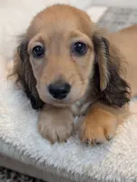 Gelato, a male Miniature Dachshund for sale in Rural Retreat, VA – 9 of 9