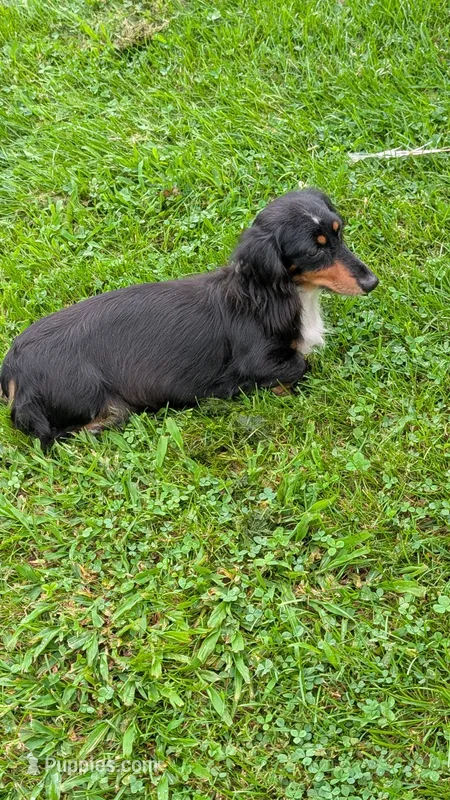 Daphne the Dachshund – Miniature Dachshund puppy for sale in Rural Retreat, VA