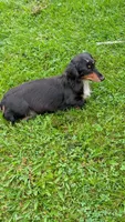 Daphne the Dachshund, a female Miniature Dachshund for sale in Rural Retreat, VA – 1 of 5