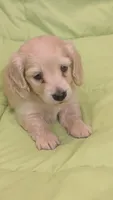 Creamy, a male Miniature Dachshund for sale in Rural Retreat, VA – 7 of 9