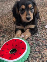Gucci bloom, a female Miniature Dachshund for sale in Rural Retreat, VA – 5 of 5