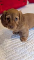 Sunkist, a female Miniature Dachshund for sale in Rural Retreat, VA – 3 of 7