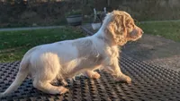 Pumpkin spice latte , a male Miniature Dachshund for sale in Rural Retreat, VA – 2 of 9
