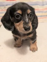 Felix, a male Miniature Dachshund for sale in Rural Retreat, VA – 3 of 6