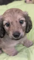 Jiff, a male Miniature Dachshund for sale in Rural Retreat, VA – 5 of 10