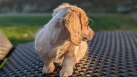 Pumpkin spice latte , a male Miniature Dachshund for sale in Rural Retreat, VA – 4 of 9