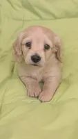 Creamy, a male Miniature Dachshund for sale in Rural Retreat, VA – 8 of 9