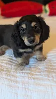 Pinocchio, a male Miniature Dachshund for sale in Rural Retreat, VA – 6 of 7