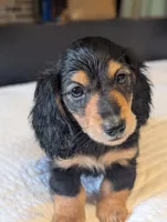 Snuggles , a male Miniature Dachshund for sale in Rural Retreat, VA – 7 of 8
