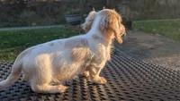 Pumpkin spice latte , a male Miniature Dachshund for sale in Rural Retreat, VA – 6 of 9
