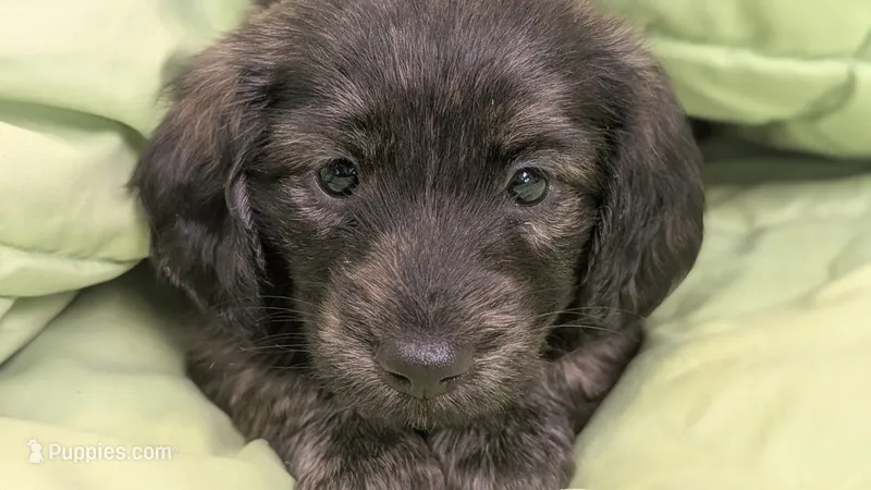 Ferraro – Miniature Dachshund puppy for sale in Rural Retreat, VA