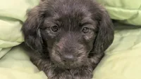 Ferraro, a male Miniature Dachshund for sale in Rural Retreat, VA – 1 of 7
